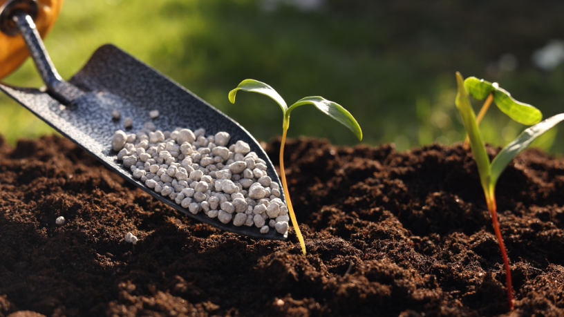 Agricultura Regenerativa: Para Aldo, os biofertilizantes são a grande vantagem para um cultivo sustentável.