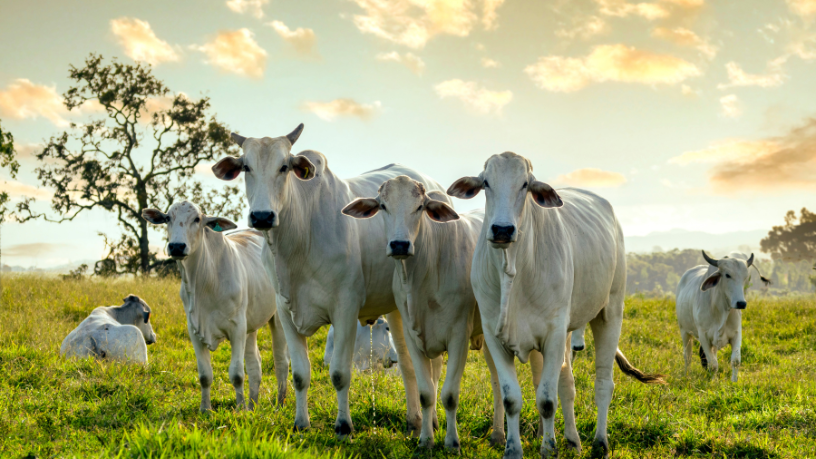 A inovação científica é a chave para o avanço sustentável da pecuária nacional, reforça Aldo Vendramin.